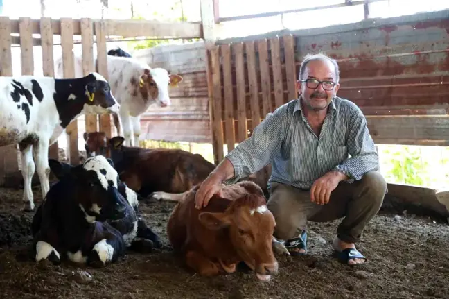 Hatay'da 85 Bin TL'ye Satın Alınan İnek Kayboldu