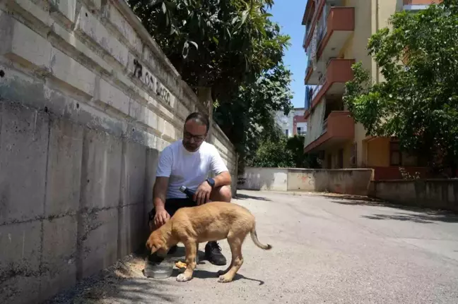 Antalya'da Yavru Sokak Köpeği Darp Edildi İddiası