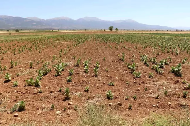 Denizli'nin Barza Ovası Kuraklıkla Mücadele Ediyor