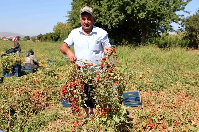 Aydın'da Çeri Domates Üretimi Başladı