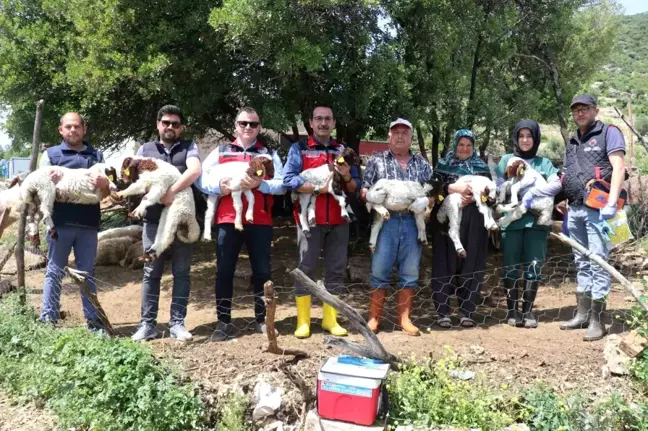 Gaziantep'te depremde telef olan hayvanların yerine verimli hayvanlar dağıtıldı