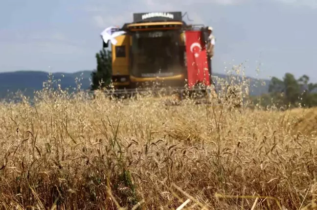 Bolu'da Yeniçağa ilçesinde verimli buğday hasadı gerçekleştirildi