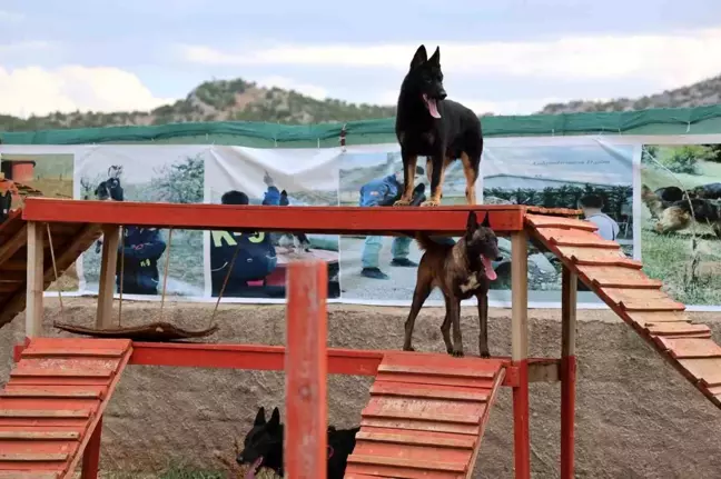 Konya'da Köpek Eğitim Merkezi: Hassas Burunlu Köpekler Göreve Hazır