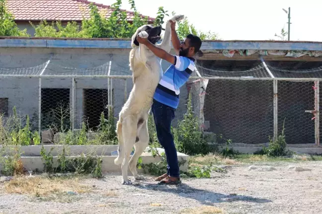 Aksaray Malaklı Köpeği Türkiye'nin Dört Bir Yanına Gönderiliyor