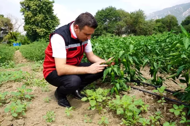 Osmaniye'de Tarım Arazilerinin Kullanımının Etkinleştirilmesi Projesi kapsamında fidelerin hasadı yapıldı