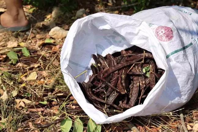 Adana'da Keçiboynuzu Hasadı Başladı