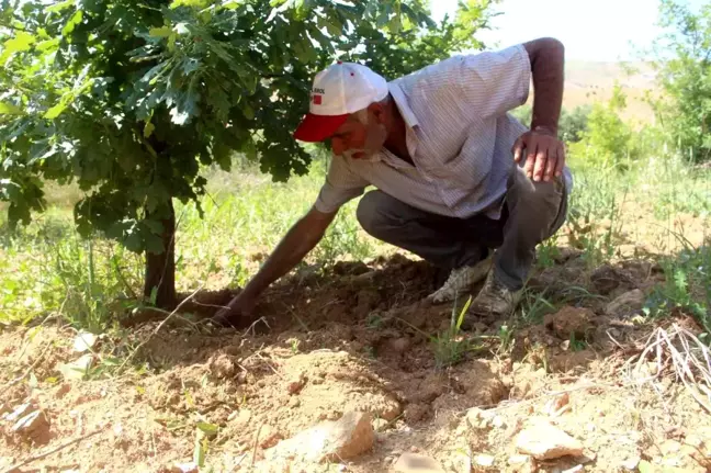 Elazığ'da Trüf Mantarı Üretimi Yapan Çiftçi İlk Hasadını Yaptı