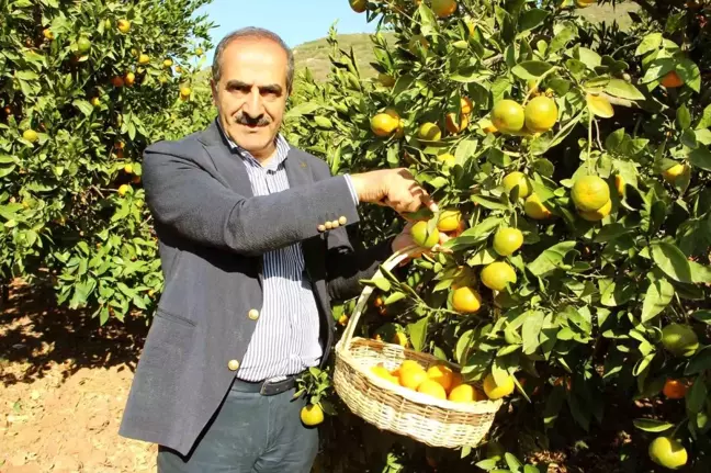 Ege Bölgesi'nde Narenciye Rekoltesi Açıklandı