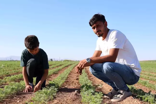 Konya'da Genç Çiftçi, Yurt Dışına Ürün Gönderiyor