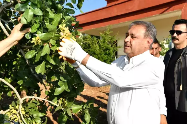 Şanlıurfa'da Erken Fıstık Hasadı Başladı