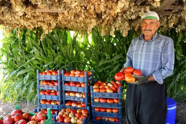 Kahramanmaraş'ta Bulanık domatesi at ve katırlarla taşınıyor