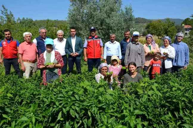 Aydın'ın Bozdoğan ilçesinde kardolua biber hasadı yapıldı