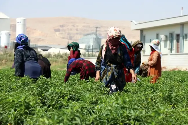 Şanlıurfa'da Kadınlar Biber Hasadına Başladı