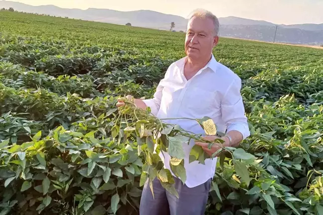 Gaziantep'te çiftçiler alternatif ürün olarak soya ekimine başladı