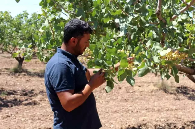 Siirt'te iklim değişikliği nedeniyle fıstık rekoltesinde düşüş bekleniyor