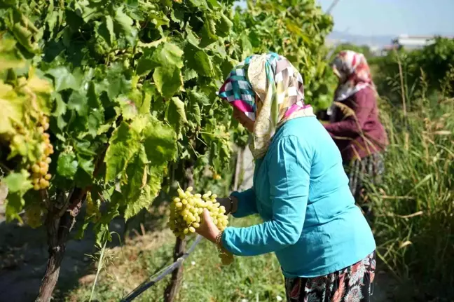 Manisa'da Sultani Üzüm Rekoltesi Düşüş Gösteriyor