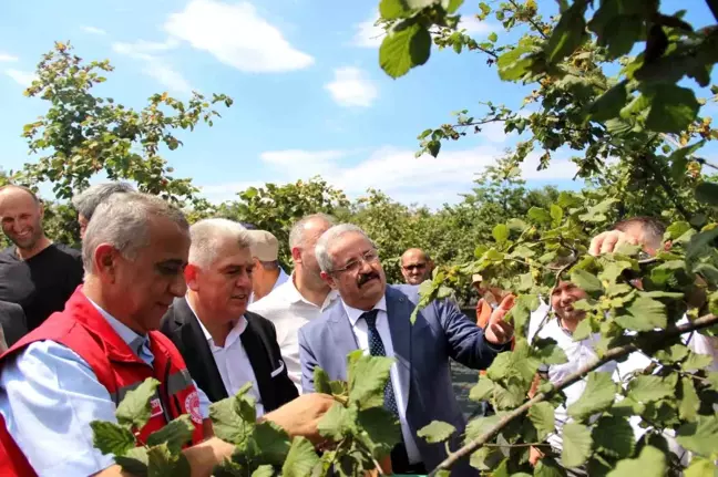 Samsun'da Fındık Hasadı Yapıldı