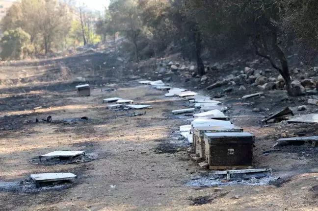 Muğla'da arı kovanlarından çıkan yangın kontrol altına alındı