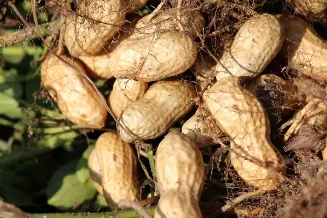 Adana'da Yer Fıstığı Hasadı Başladı, Rekolte Artışı Bekleniyor