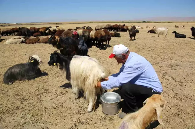 Muş Ovası'nda hayvanları erkekler sağıyor