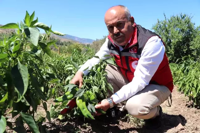 Sivas'ta Salçalık Domates ve Biber Hasadı Başladı