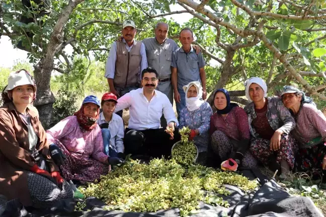 Manisa Selendi'de Antep Fıstığı Hasadı Başladı