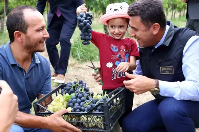 Bilecik'te Üzüm Hasadı Başladı