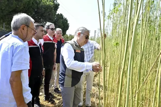 İzmir'de İlk Kez Kenevir Hasadı Yapıldı