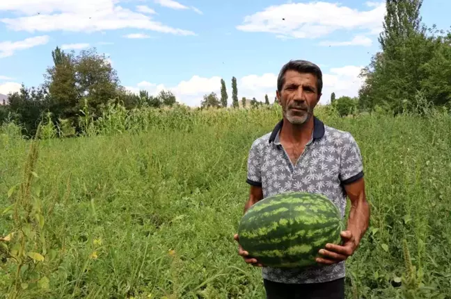 Oltu'da Yerli Üretim Karpuzlar Büyük İlgi Görüyor