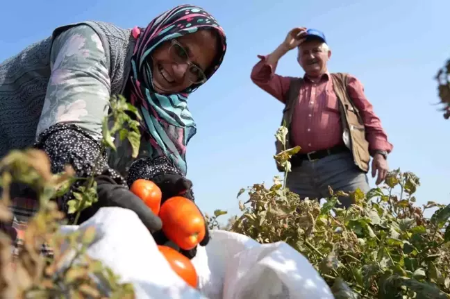 Ticaret Bakanlığı, Salça Fabrikalarına Destek Açıkladı