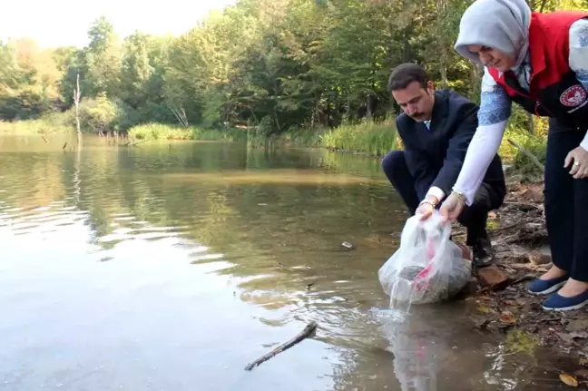 Düzce'de Göletlere 35 Bin Sazan Balığı Yavrusu Bırakıldı