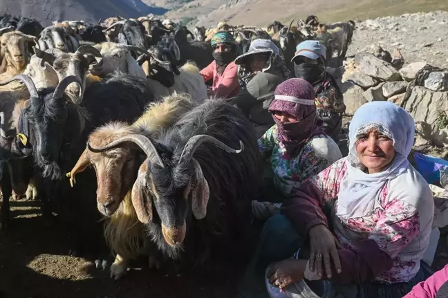 Van'ın Bahçesaray ilçesinde berivanlar katırlarla yaylaya çıkıyor