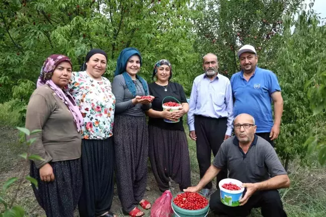 Feke'de Kızılcık Kirazı Hasadı Başladı