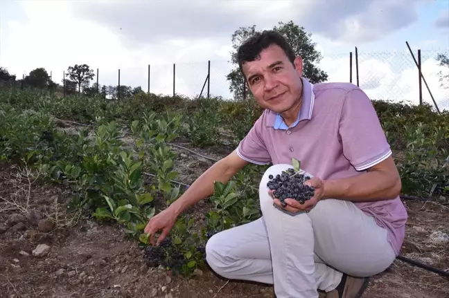 Sındırgı'da Aronya Meyvesinin İlk Hasadı Gerçekleşti