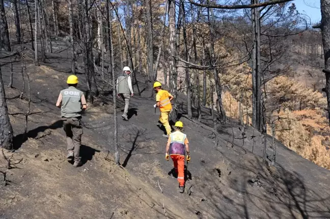 Bolu Göynük'te Orman Yangını Sonrası Ağaçlandırma Çalışmaları Devam Ediyor