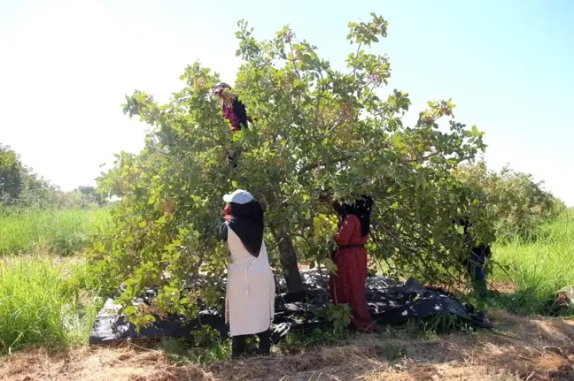 Ceylanpınar'da Fıstık Hasadı Başladı