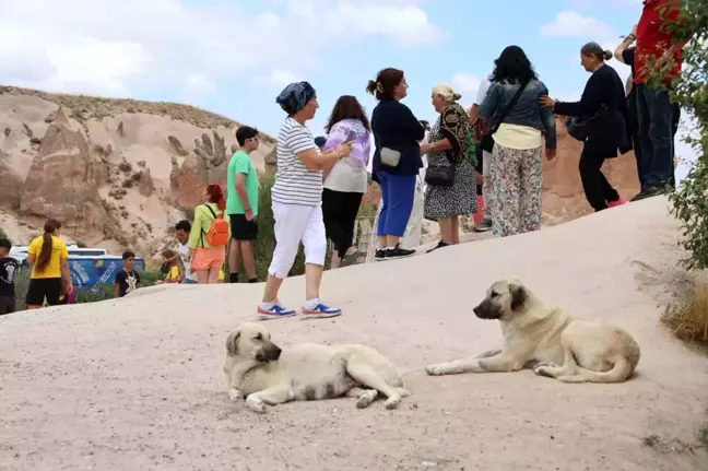 Kapadokya'da Sokak Köpeği Turiste Saldırdı