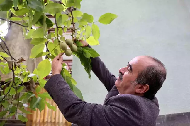 Küresel Isınma Ceviz Üretimini Olumsuz Etkiliyor