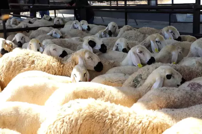 Sivas'ta Yetiştiricilere Yüzde 70 Hibeli Kangal Akkaraman Koyunu Dağıtıldı