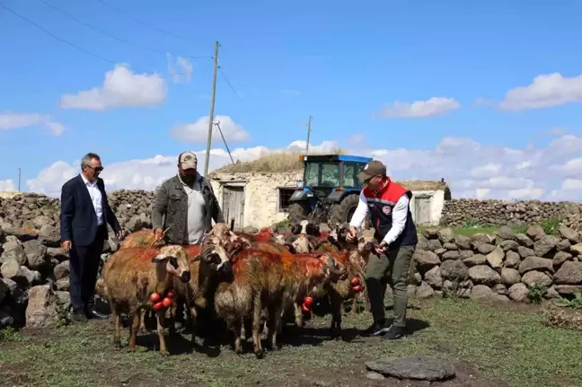 Kars'ta Geleneksel Koç Katımı Etkinliği Düzenlendi