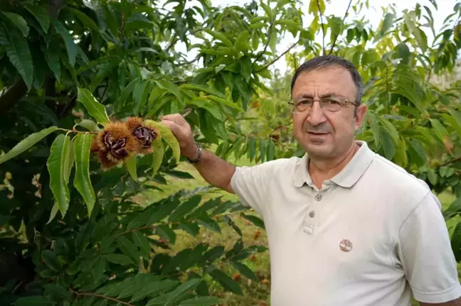 Gal Arısına Dayanıklı Kestane Çeşitlerinin Hasadına Başlandı