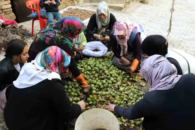 Van'ın Çatak ilçesinde organik ceviz hasadı başladı