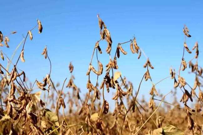 Diyarbakır'da Soya Tohumu Dağıtımı ve Ekim Alanları Artıyor