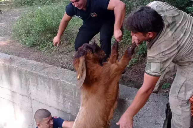 Hatay'da 14 Keçi Havuzdan Kurtarıldı