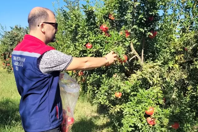 Aydın'da Nar Ürünleri İçin Numune Alım Çalışmaları Başladı