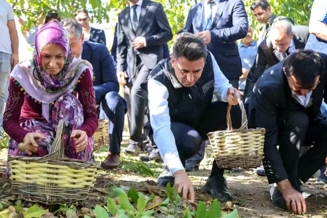 Bilecik'te Ceviz Hasadı Dönemi Başladı