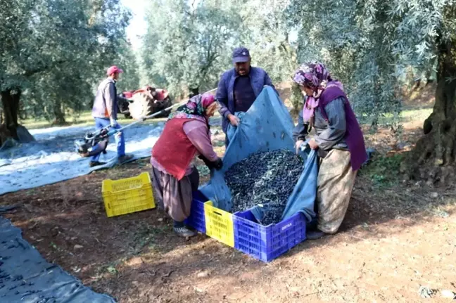 Marmarabirlik, 1 Kilogram Zeytinin Üretim Maliyetini Açıkladı