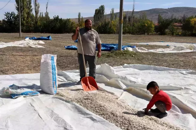 Günyüzü Çiftçisinin Kabak Çekirdeği Üretimindeki Sorunlar