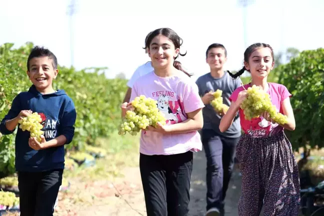 Elazığ'da Üzüm Hasadına Çocukların Renkli Katkısı