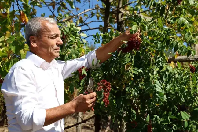 Saimbeyli'de 'Sumakçı Dede' ile Meyve Vermeyen Sumağa Aşı Geliştirildi